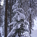 Viel Schnee im Wald (und das Mitte März)
