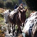 Pferde im Langtang-Tal.