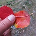 Herbstrot - Blätterrot für die Schwester