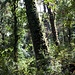 Der Eichenwald oberhalb von Dursagang, beim langen und anstrengenden Anstieg nach Sing Gompa.