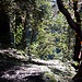 Trekking in Langtang und im Helambu führt oft durch wunderschöne Wälder.