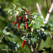 Chili-Pflanzen in einem Garten beim Abstieg.
