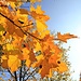 Herbstliche Ahornblätter