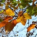 Foglie d'autunno