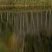 Schwarzsee in Grüntönen