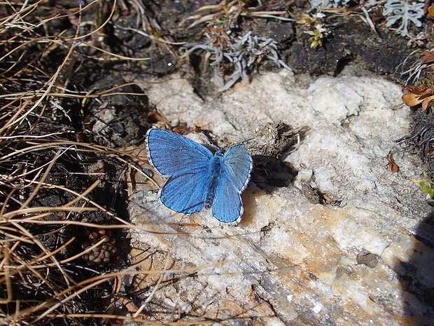 Auf 2500 m traf ich noch diesen "Himmelblauen Bläuling" (Polyommatus bellargus) an