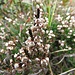 Besenheide (Calluna vulgaris)