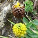 Braun-Klee (Trifolium badium)