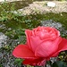 Rote Rosen hatte es noch in einem Wirtshausgarten