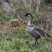 Die Hawaiigans, auch Nene genannt - und official State Bird of Hawaii -  fühlen sich auf allen Inseln auf Hawaii wohl, und sind überall anzutreffen