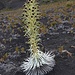 Silverword nicht mehr ganz in voller Blüte