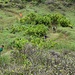 alle Forstmänner sind einheimische Hawaiianer; 7 Männer unterhalten der Wanderweg 