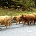 Highlander!!! Le mucche scozzesi della Val Loana
