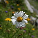Alpine Moon-daisy (Alpenmargerite, Leucanthemopsis alpina)