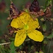 Manche Blüten halten sich einfach nicht an die Jahreszeiten:-) / alcuni fiori non rispettano la stagione:-) Hypericum perforatum, Echtes Johanniskraut