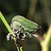 Larve der Allantus viennensis, Blattwespe / larva [http://www.digital-nature.de/tierwelt/insekten/symphyta/blattwespen.html Fertiges Insekt]