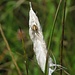 Die Eichblatt-Kreuzspinne (Aculepeira ceropegia) hat sich eine Vogelfeder als Nest ausgesucht / il ragno ha scelto una penna come nido