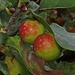 Pflanzengallen oder Cecidien, Galläpfel. Das sind keine schönen Äpfel, sondern Schmarotzer auf einer Eiche / niente belle mele, ma parassita su una quercia