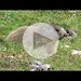 Le marmotte del Breitenberg, pascolando poco prima del letargo