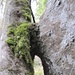 "innige" Verbindung zwischen Baum und Sandstein-Felsen
