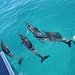 Delphine verfolgten uns während der Tour