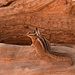 Dernier chipmunk des vacances