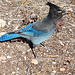 Geai (enfin je crois...). Don't feed wildlife qu'ils disaient...