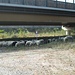 Incontro inaspettato: un gregge di pecore con alcune mucche in fase di transumanza nei pressi del ponte autostradale (A4).