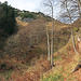 Blick auf den Wanderweg zur Bützelhütte, es geht vorne nach rechts den Wald hinauf.