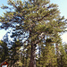 "Giant black pine" (Pinus nigra ssp. pallasiana) - mehr als 500 Jahre alt