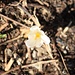Crocus selvatico: è arrivata la primavera