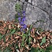 Salvia pratensis L.<br />Lamiaceae<br /><br />Salvia comune.<br />Sauge des prés.<br />Wiesen-Salbei.
