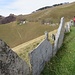 La recinzione di lose fra l'Alpe Nadigh e l'Alpe Génor.