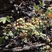 Succulenten