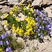 Glockenblumen und Steinbrech