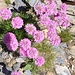 Scabiosa