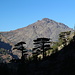 Bei Haut Asco - Ausblick aus dem bereits schattigen Tighiettu-Tal, wo die Silhouetten schöner Korsischer Schwarzkiefern zu erkennen sind. Foto vom 06.10.2017.