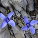 (seltene) Blumenschönheiten im Felsenmeer