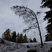 die Bäume verbiegen sich unter der Schneelast