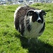 Normalerweise hauen die Schafe in Island sofort ab, wenn Sie Menschen sehen, der hier aber ist wohl ein Hausschaf-Vertreter.