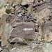 Im Aufstieg vom Refuge de l'Erco zum Monte Cinto - Zusätzlich zu den relativ zahlreichen (und mitunter etwas verwirrenden) Steinmännchen gibt's hier auch mal eine Farbmarkierung.