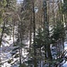 Verschneiter Wald