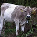 [http://www.animalspot.net/malayan-tapir.html Tapir-Kuh frisst Gemüse / mucca tipo tapiro mangia le verdure]