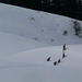 Rudel Gämsen in hüfthohem Schnee