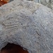 mentre stavo costruendo un ometto mi sono accorto che in questo sasso erano presenti dei fossili