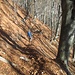 La discesa per arrivare a Pogallo taglia un ripido versante, oggi da affrontare con una certa cautela a causa delle foglie secche su terreno altrettanto secco: si scivolava parecchio…