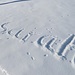 interessante Spur eines Schneehasens - ähnelt fast einem der schönsten Namen überhaupt...