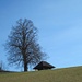 mit ebensolcher Baum- und Hütten-Sicht
