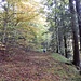 ... danach auf breitem Band im farbigen Herbstwald ...