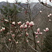 die Magnolien blühen auch schon